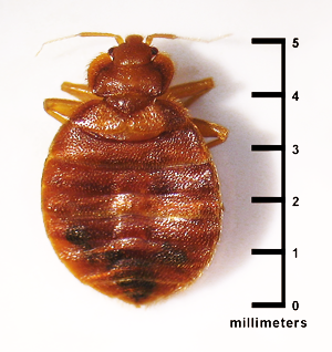 Introduction to Bed Bugs
